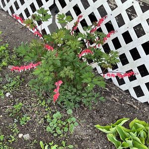 Meet your Posher, Marie